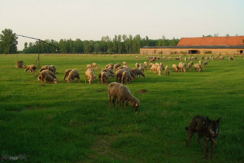 Birkák Birkák
